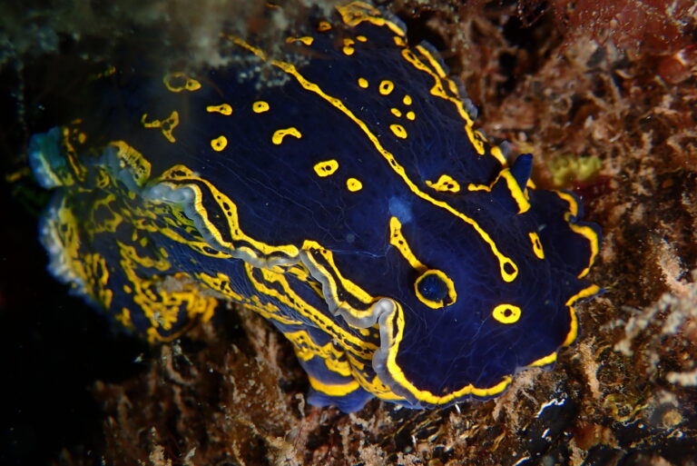 Análisis de la vulnerabilidad al cambio climático en los Espacios Marinos Protegidos (EMPs)